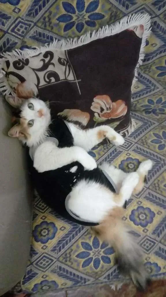 Gato ra a sem raça definida idade 7 a 11 meses nome Mayka