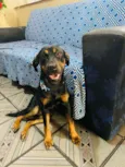 Cachorro raça Viralata idade 1 ano nome Meg