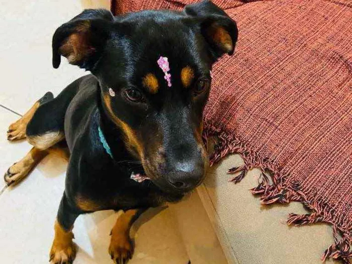 Cachorro raça Viralata idade 1 ano nome Meg