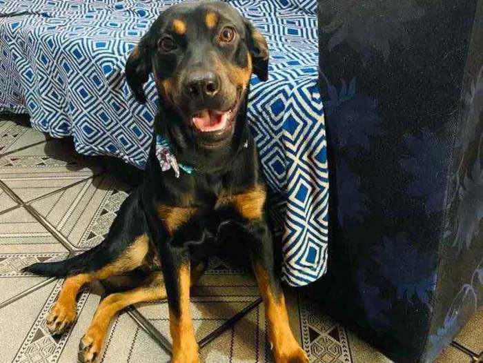Cachorro raça Viralata idade 1 ano nome Meg