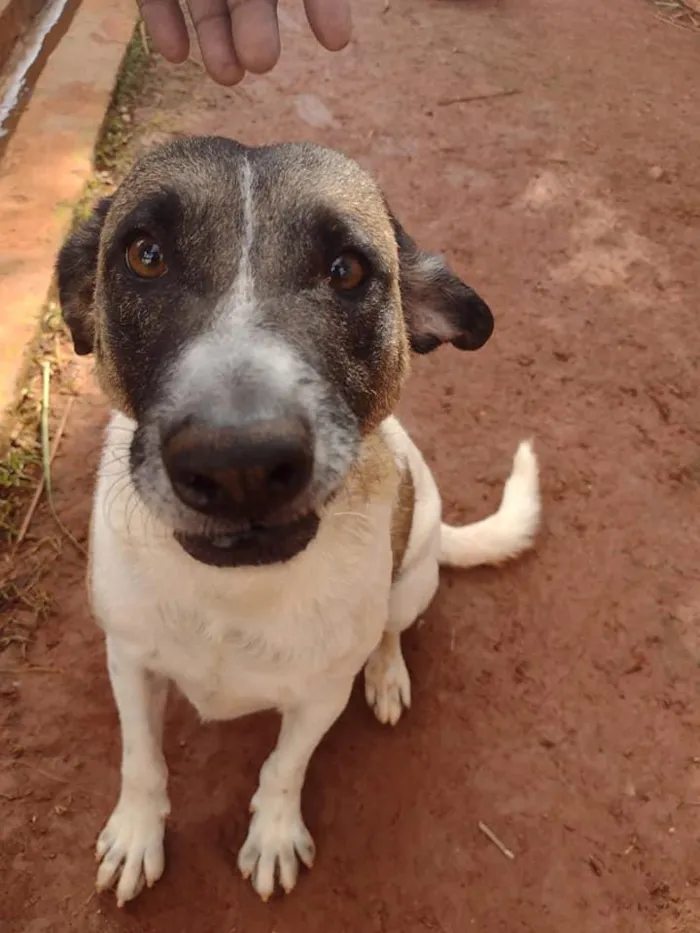 Cachorro ra a SRD idade 3 anos nome PRINCESA