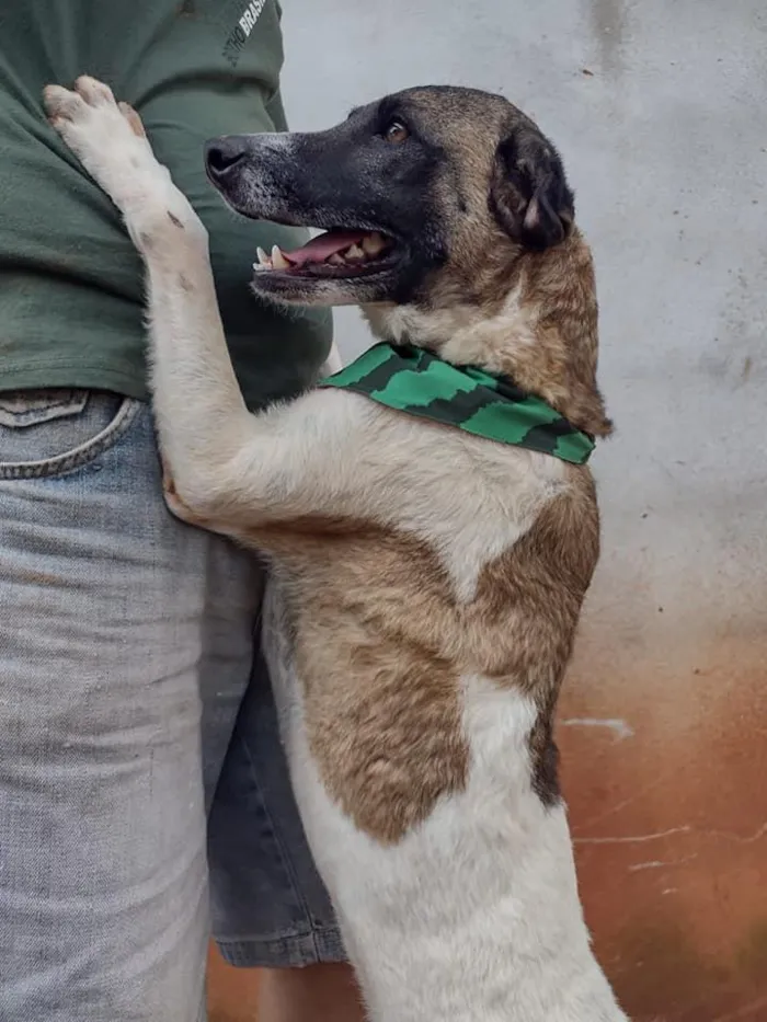 Cachorro ra a SRD idade 3 anos nome PRINCESA