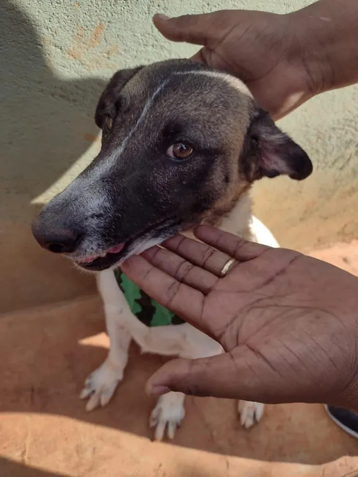 Cachorro ra a SRD idade 3 anos nome PRINCESA