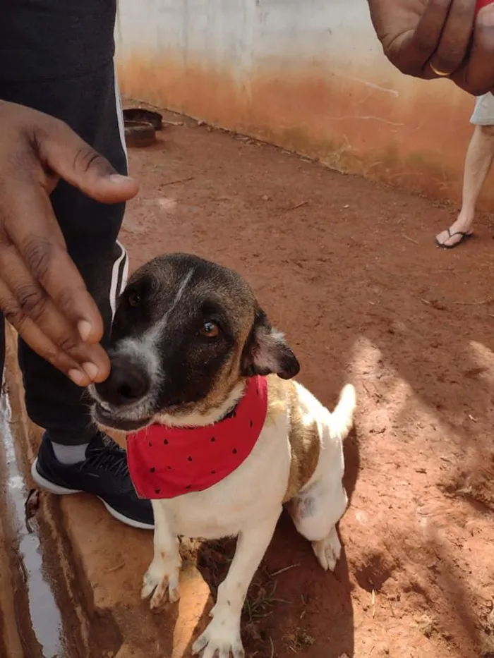 Cachorro ra a SRD idade 3 anos nome PRINCESA