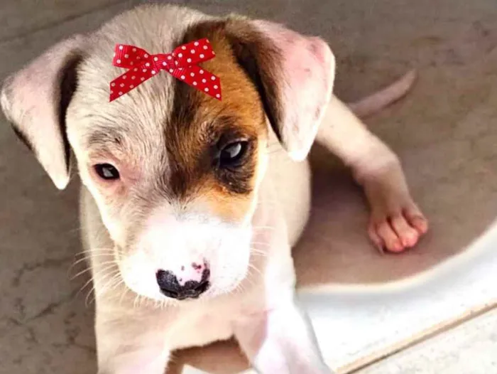 Cachorro ra a Mestiça  idade 2 a 6 meses nome Belinha 