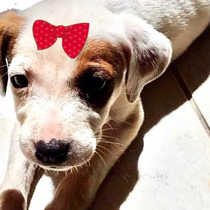 Cachorro ra a Mestiça  idade 2 a 6 meses nome Sofia 