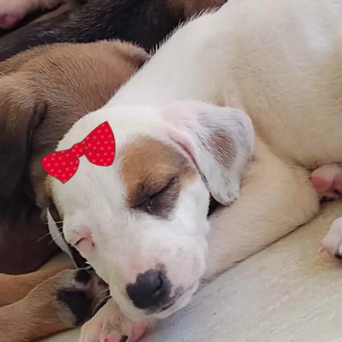 Cachorro ra a Mestiça  idade 2 a 6 meses nome Sofia 