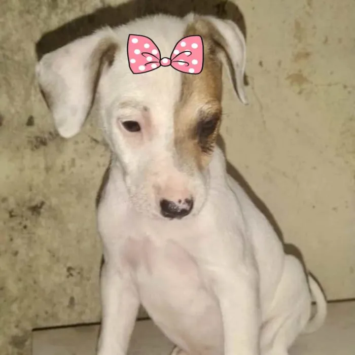 Cachorro ra a Mestiça  idade 2 a 6 meses nome Melissa 