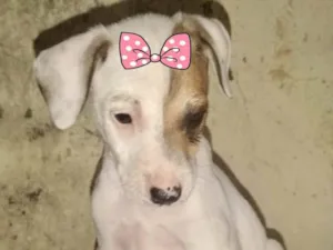 Cachorro raça Mestiça  idade 2 a 6 meses nome Melissa 