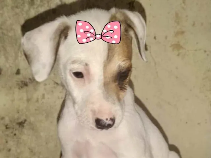 Cachorro ra a Mestiça  idade 2 a 6 meses nome Melissa 