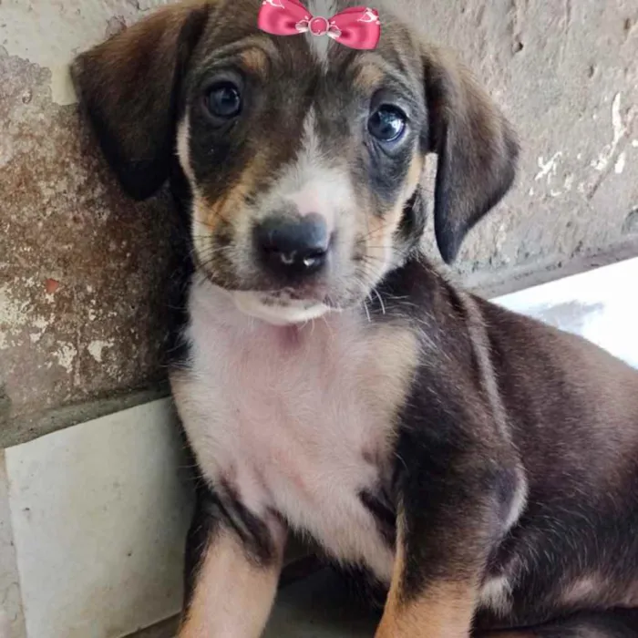 Cachorro ra a Mestiça  idade 2 a 6 meses nome Rebeca 