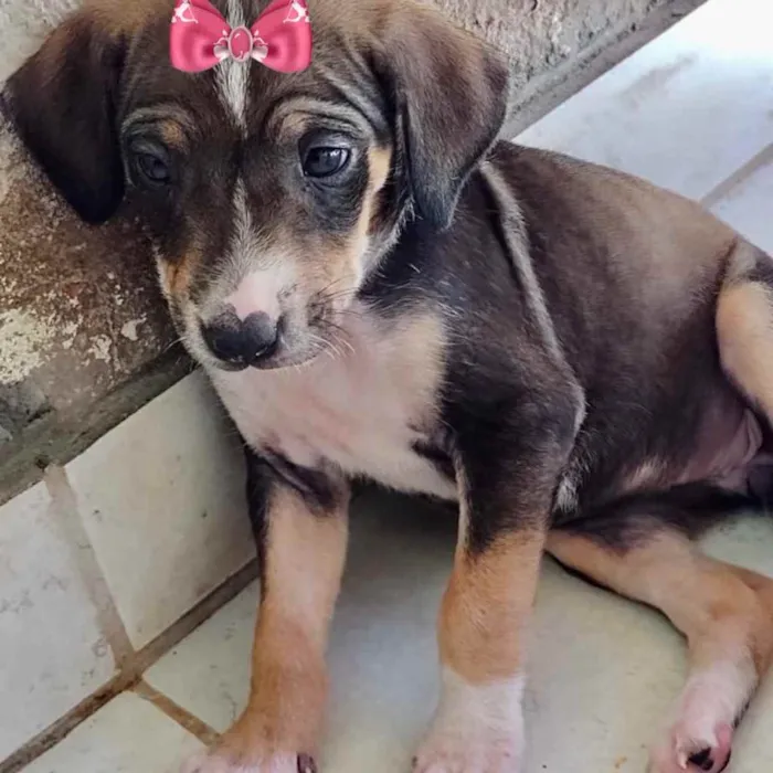 Cachorro ra a Mestiça  idade 2 a 6 meses nome Rebeca 