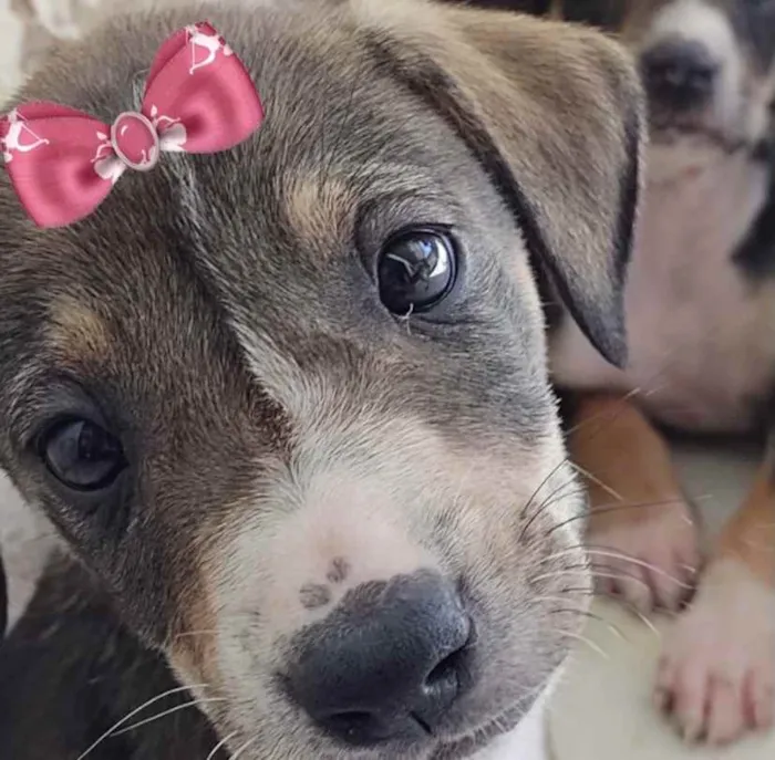 Cachorro ra a Mestiça  idade 2 a 6 meses nome Teka 