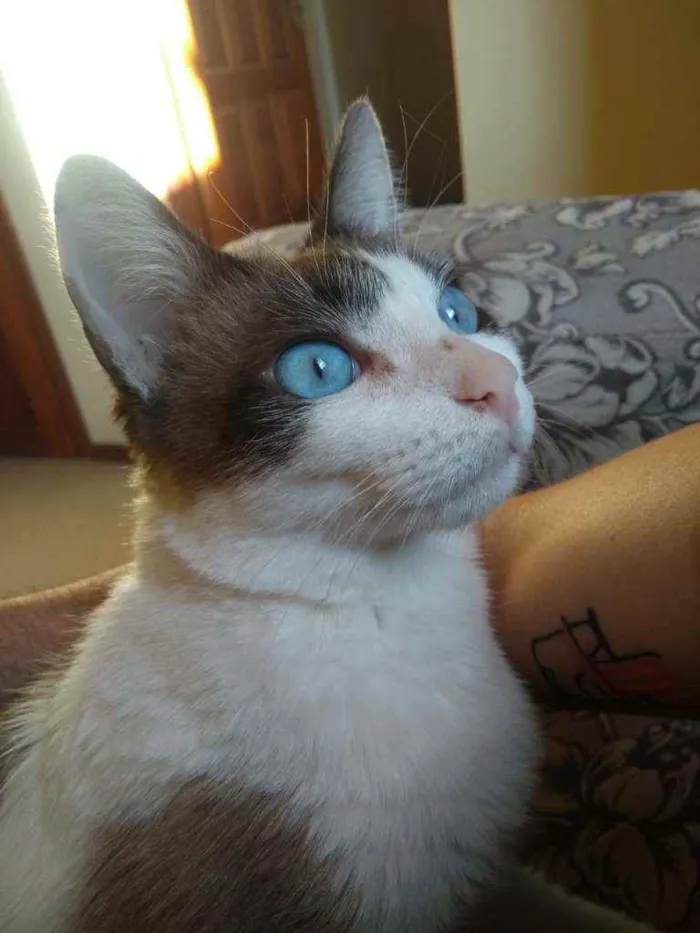 Gato ra a Srd idade 2 anos nome Moscada