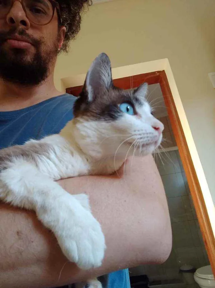 Gato ra a Srd idade 2 anos nome Moscada