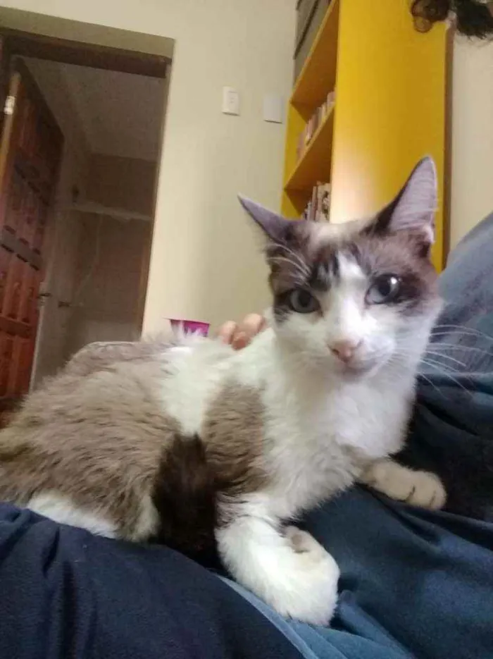 Gato ra a Srd idade 2 anos nome Moscada