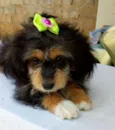 Judi