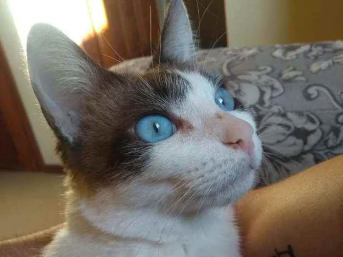 Gato ra a Srd idade 2 anos nome Moscada