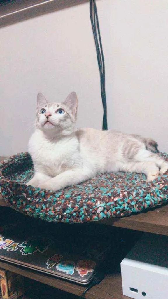 Gato ra a Srd idade 2 a 6 meses nome Cravo