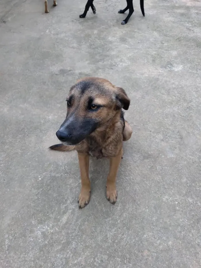 Cachorro ra a SRD-ViraLata idade 7 a 11 meses nome TRANCS 