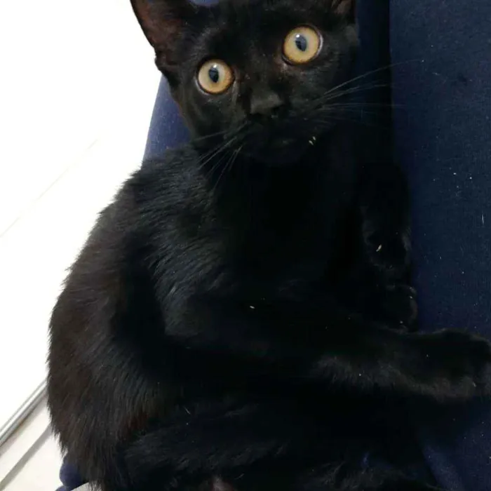 Gato ra a Srd idade 2 a 6 meses nome Pink