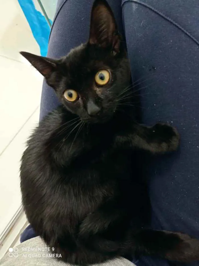 Gato ra a Srd idade 2 a 6 meses nome Pink