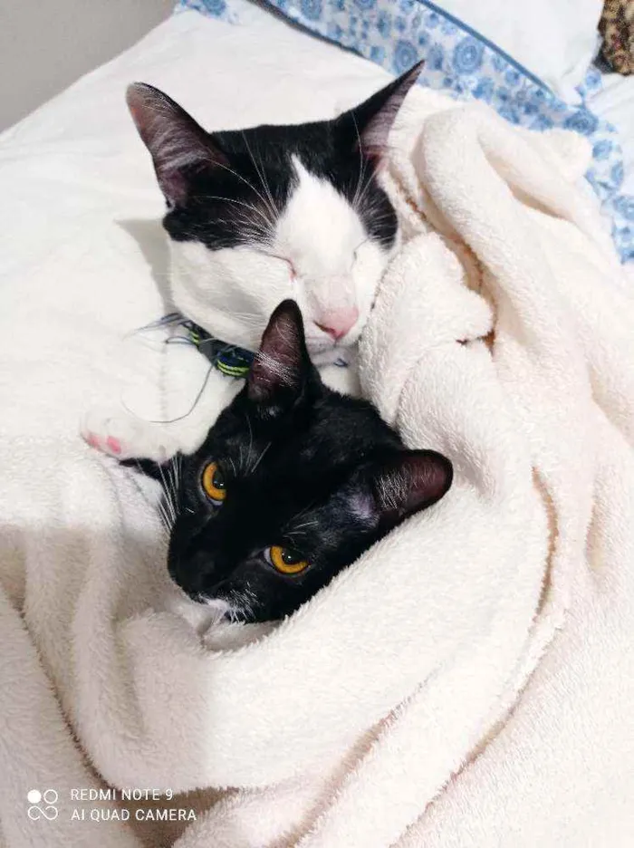 Gato ra a SRD-ViraLata idade 2 a 6 meses nome Amanda