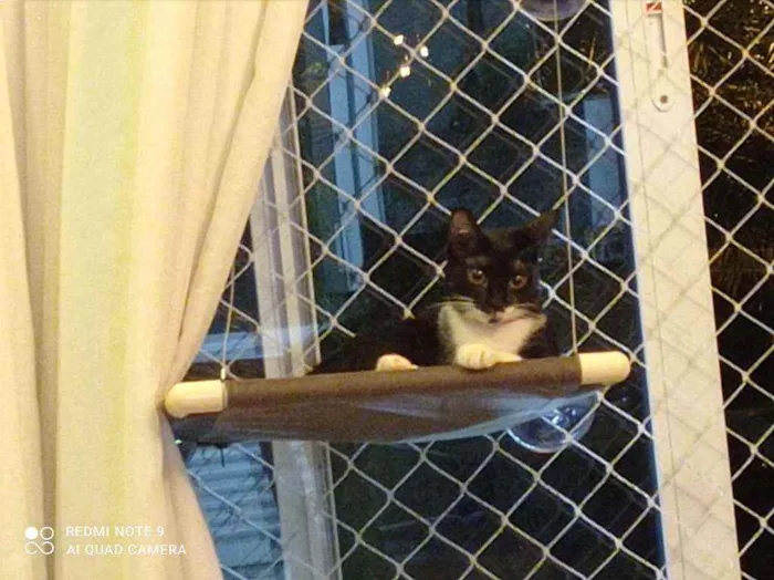 Gato ra a SRD-ViraLata idade 2 a 6 meses nome Amanda