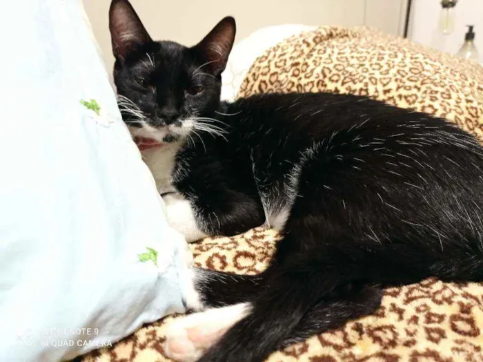 Gato ra a SRD-ViraLata idade 2 a 6 meses nome Amanda