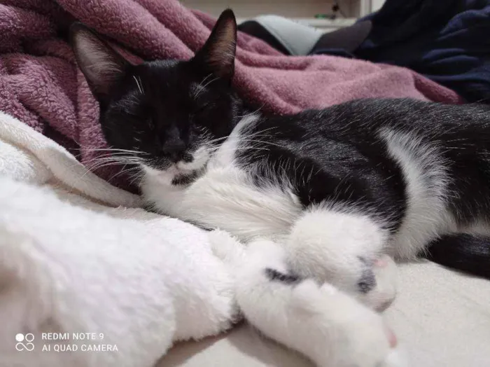 Gato ra a SRD-ViraLata idade 2 a 6 meses nome Amanda