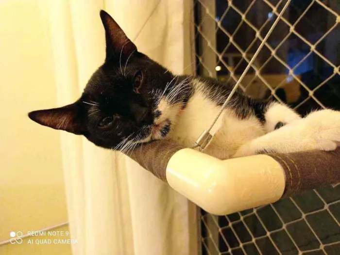 Gato ra a SRD-ViraLata idade 2 a 6 meses nome Amanda