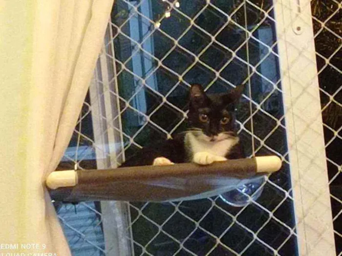 Gato ra a SRD-ViraLata idade 2 a 6 meses nome Amanda