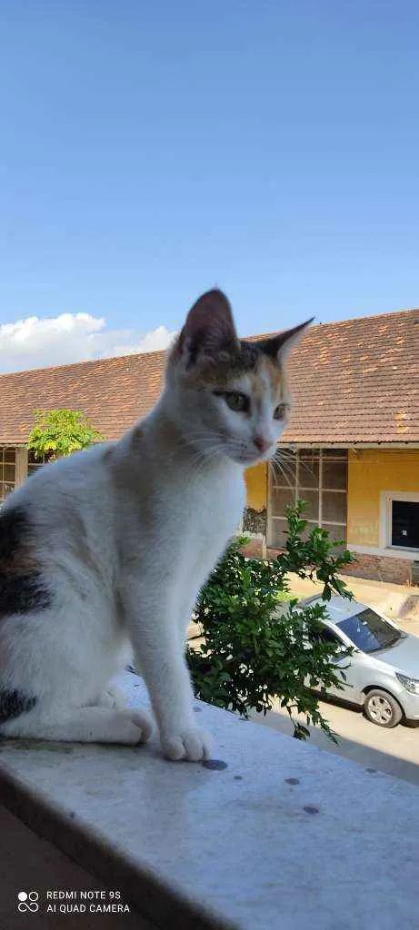 Gato ra a Desconhecida  idade 2 a 6 meses nome Sem nome