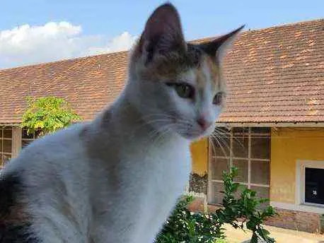 Gato ra a Desconhecida  idade 2 a 6 meses nome Sem nome