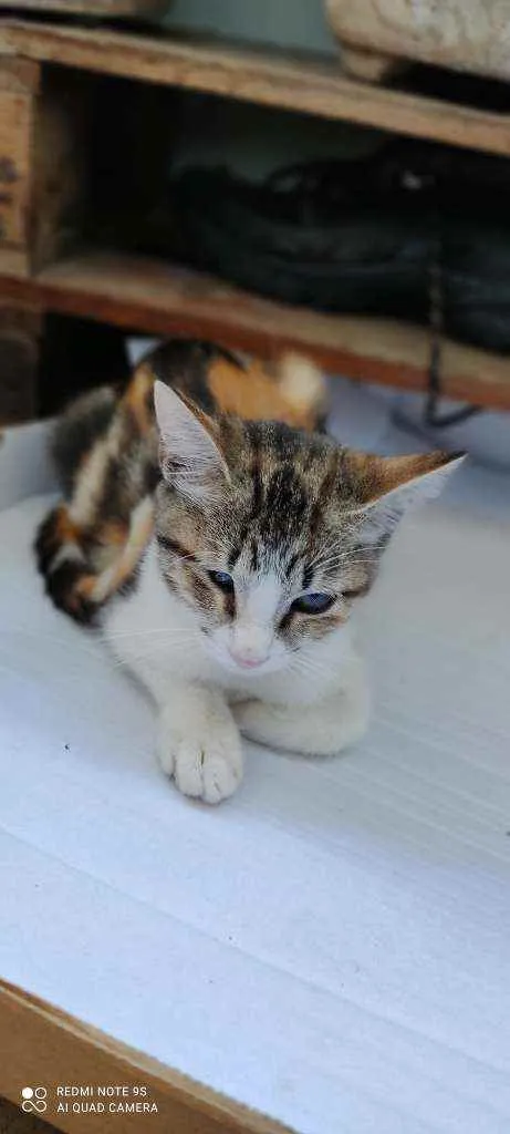 Gato ra a Desconhecida  idade 2 a 6 meses nome Sem Nome
