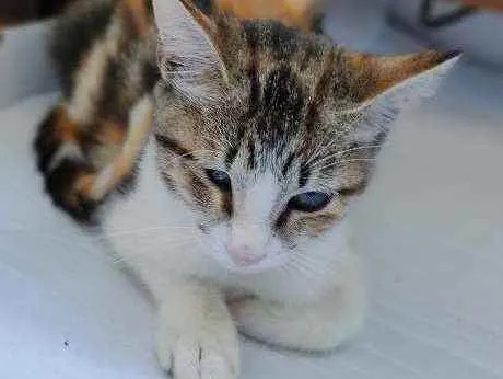 Gato ra a Desconhecida  idade 2 a 6 meses nome Sem Nome