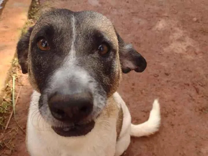 Cachorro ra a SRD idade 3 anos nome PRINCESA