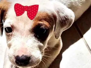 Cachorro raça Mestiça  idade 2 a 6 meses nome Sofia 