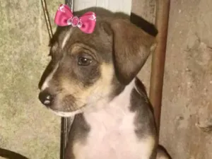 Cachorro raça Mestiça  idade 2 a 6 meses nome Teka 