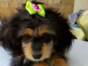 Cachorro raça Yorkshire Terrier Maltês idade 2 a 6 meses nome Judi