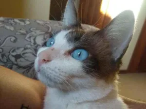 Gato raça Srd idade 2 anos nome Moscada