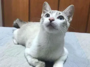 Gato raça Srd idade 2 a 6 meses nome Cravo