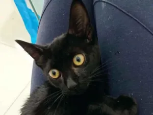 Gato raça Srd idade 2 a 6 meses nome Pink