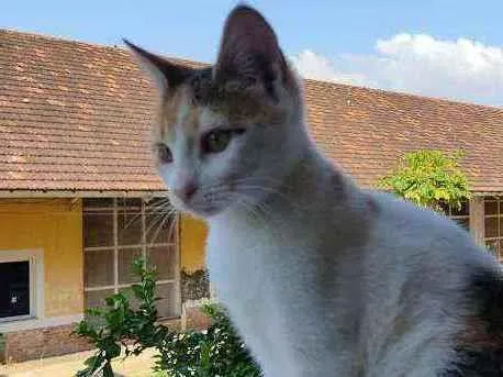 Gato ra a Desconhecida  idade 2 a 6 meses nome Sem nome