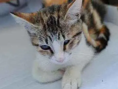 Gato ra a Desconhecida  idade 2 a 6 meses nome Sem Nome