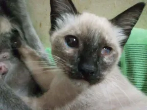 Gato raça  idade 2 a 6 meses nome Sem nome