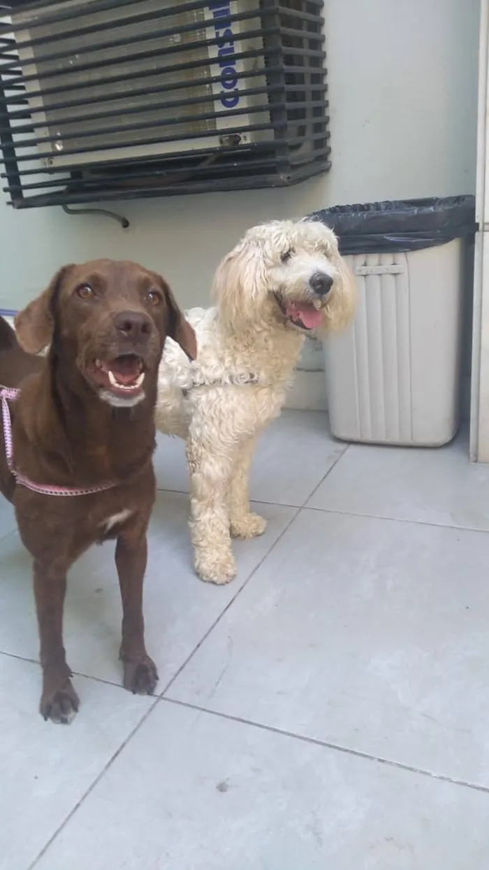 Cachorro ra a SRD idade 1 ano nome Mel