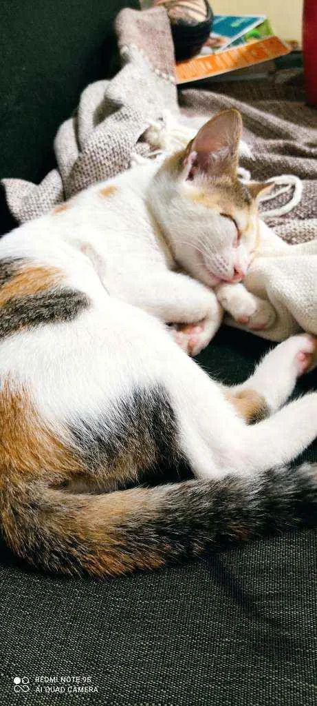 Gato ra a Desconhecida  idade 2 a 6 meses nome Sem nome