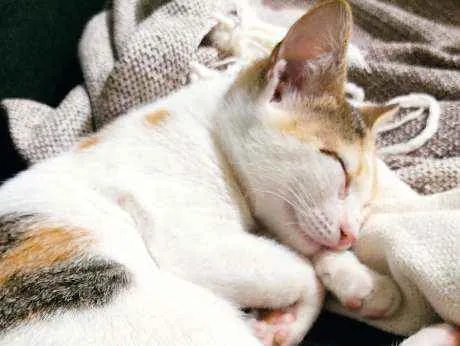 Gato ra a Desconhecida  idade 2 a 6 meses nome Sem nome