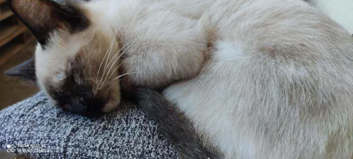 Gato ra a  idade 2 a 6 meses nome Sem nome